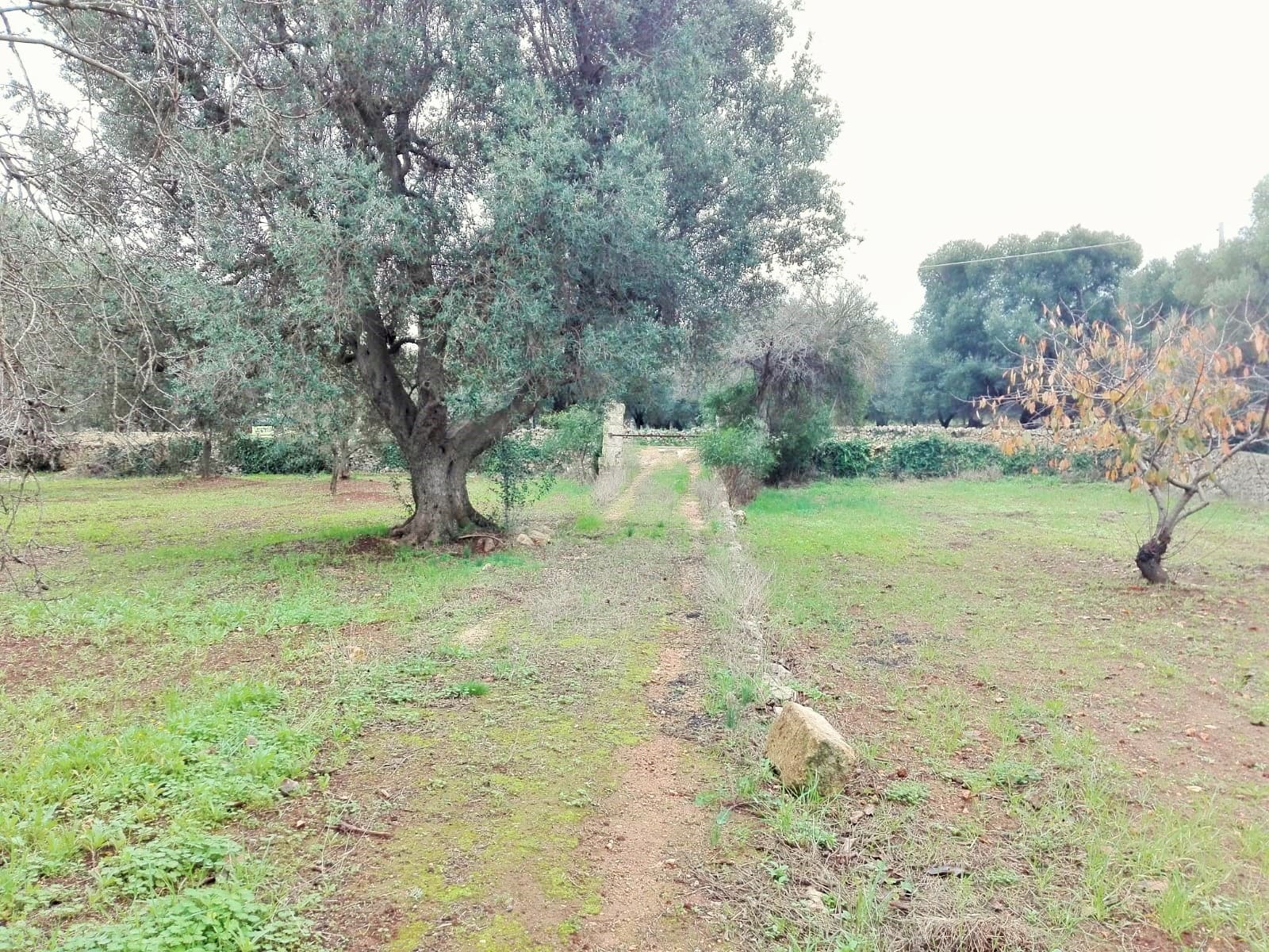 Casolare, campagna, ulivi, puglia, salento