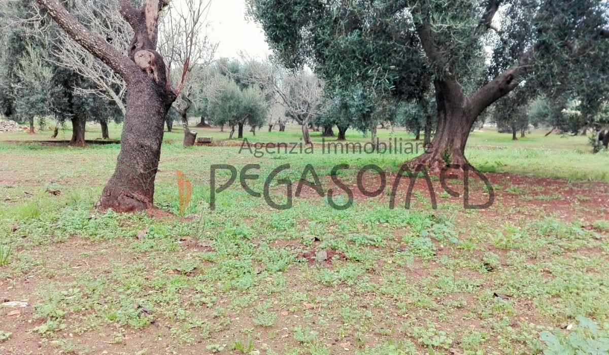 Puglia, casolari, uliveti secolari, rustici, alto salento, villa in campagna