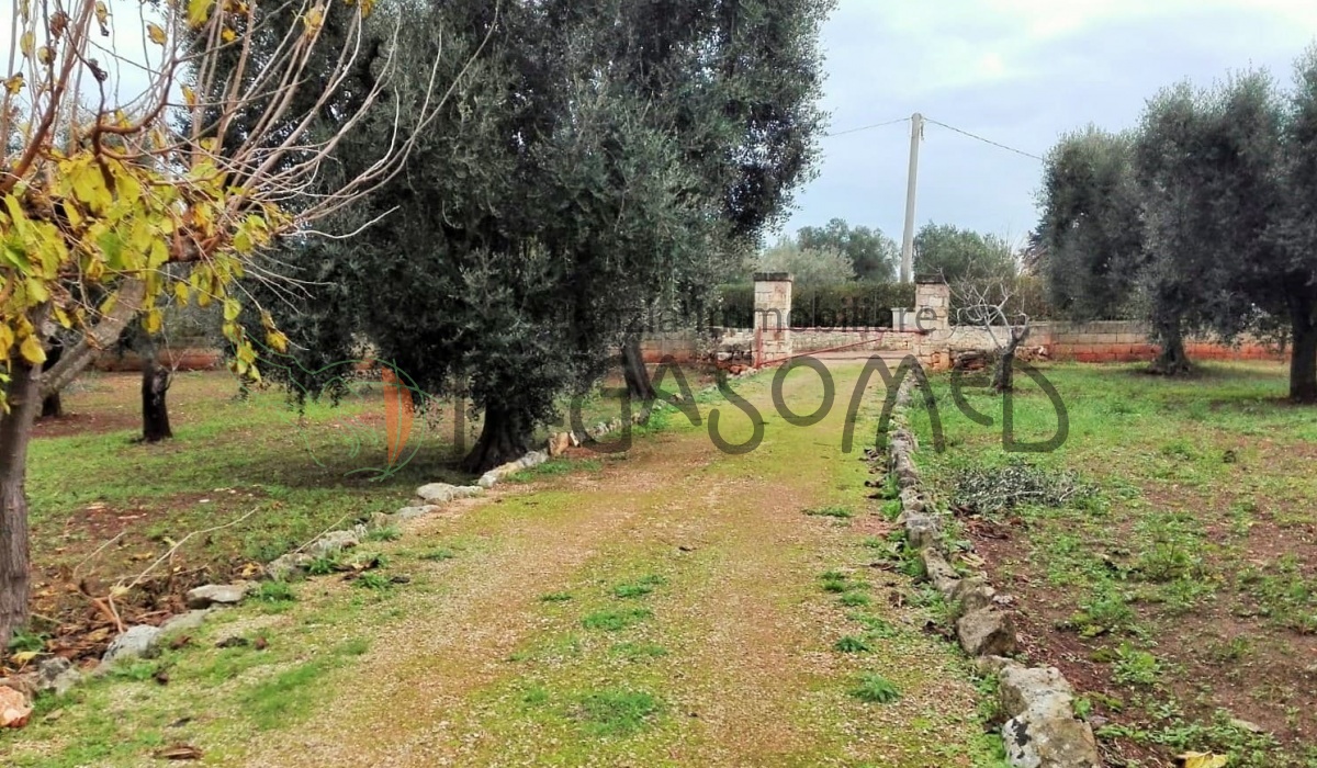 Puglia, casolari, uliveti secolari, rustici, alto salento, villa in campagna