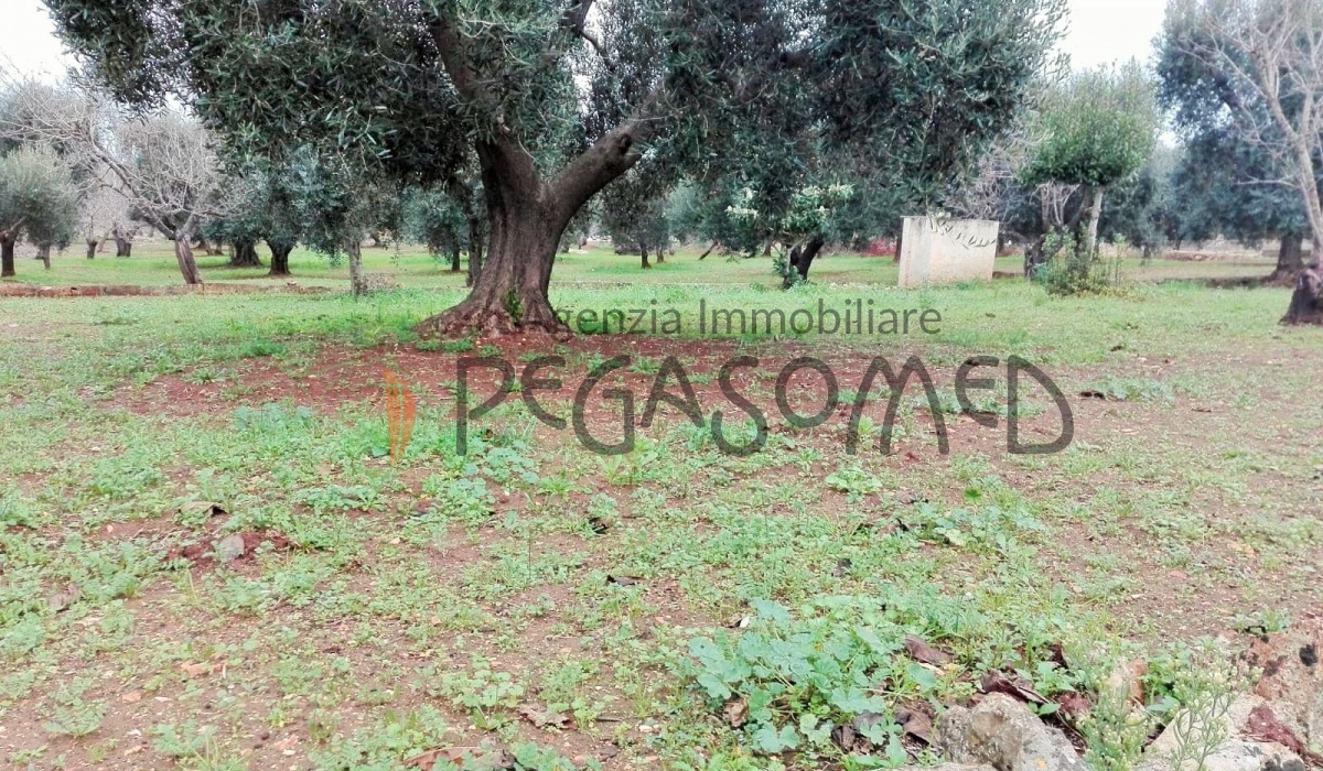 Puglia, casolari, uliveti secolari, rustici, alto salento, villa in campagna