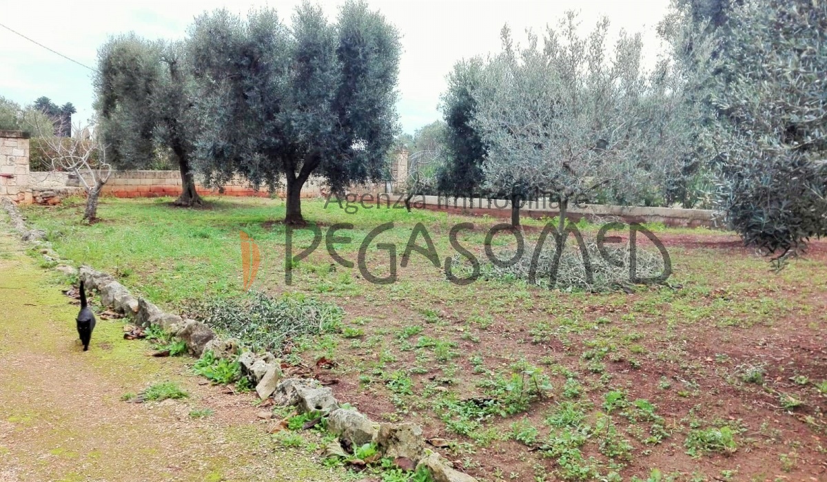 Puglia, casolari, uliveti secolari, rustici, alto salento, villa in campagna