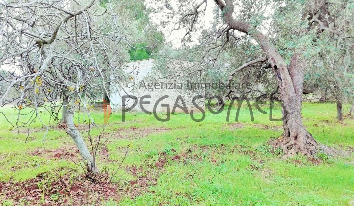 Casolare, uliveti secolari, alto salento, ville in campagna