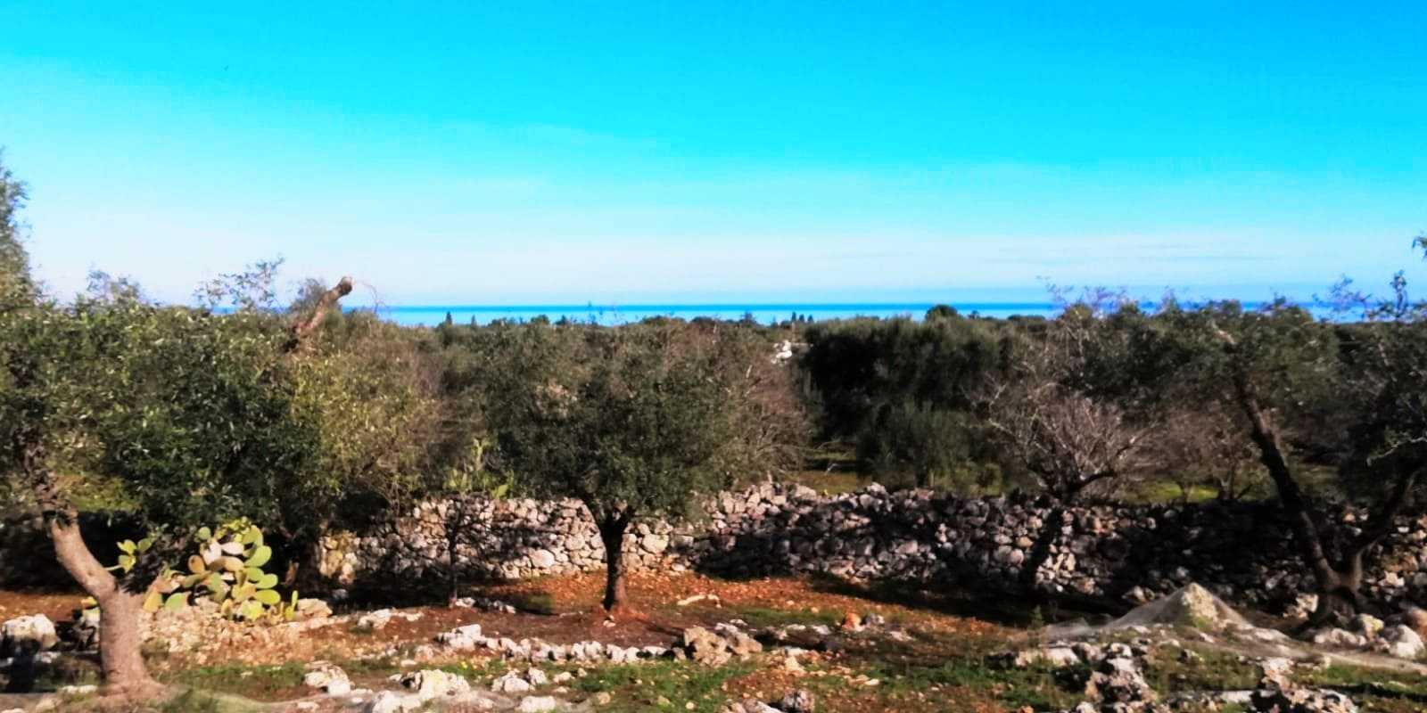 Terreno vista mare, Uliveto vista mare, edificabile, villa indipendente con piscina, vacanze in Puglia, Alto Salento