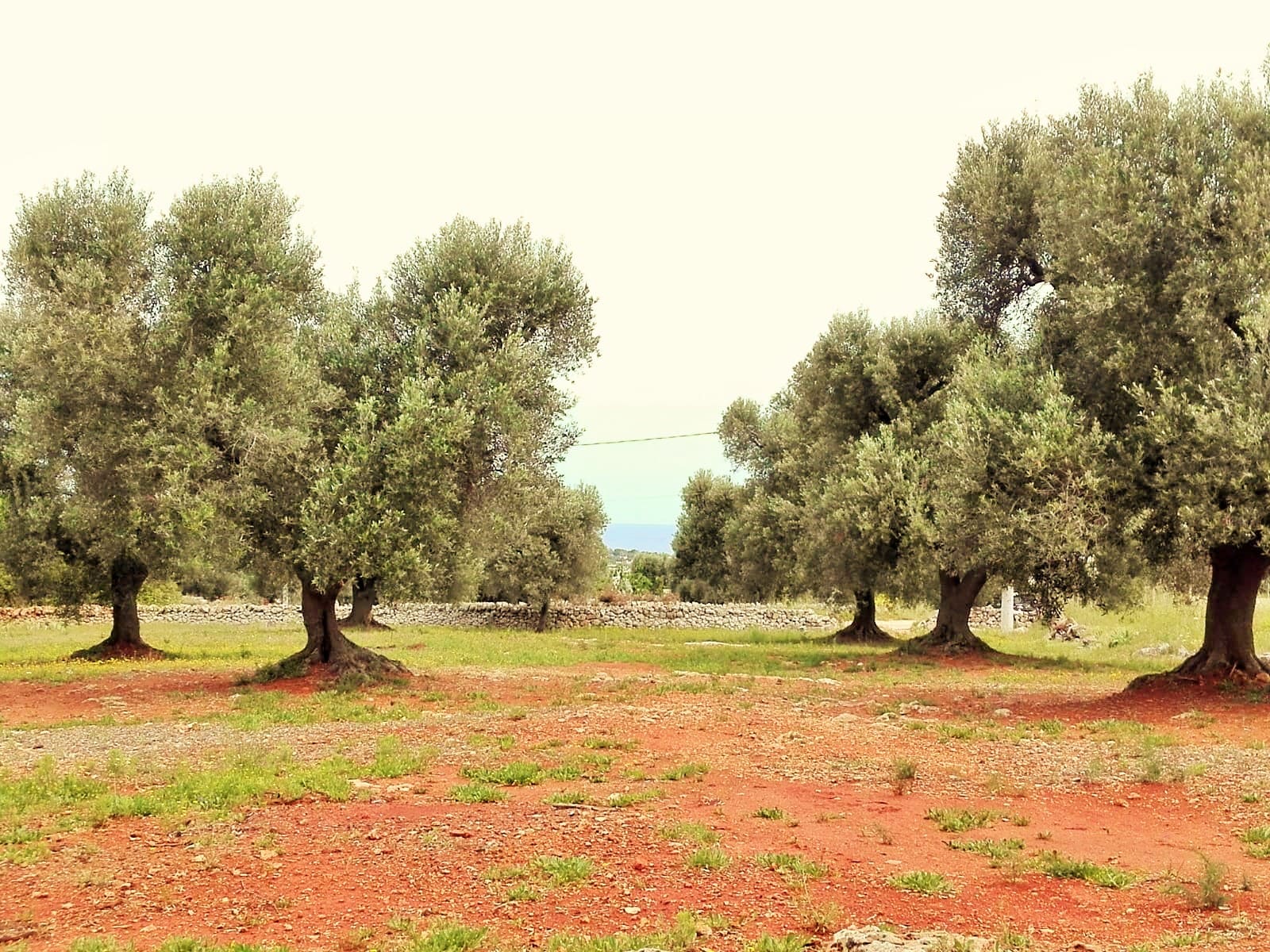 Terreno vista mare, villa vista mare, uliveti secolari, Puglia