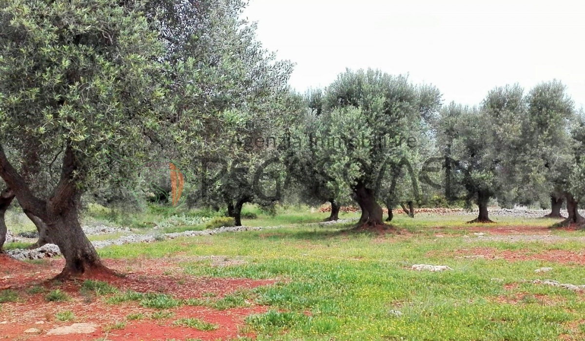 Terreno vista mare, villa vista mare, uliveti secolari, Puglia