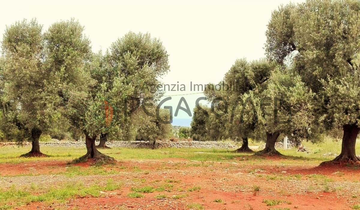 Terreno vista mare, villa vista mare, uliveti secolari, Puglia