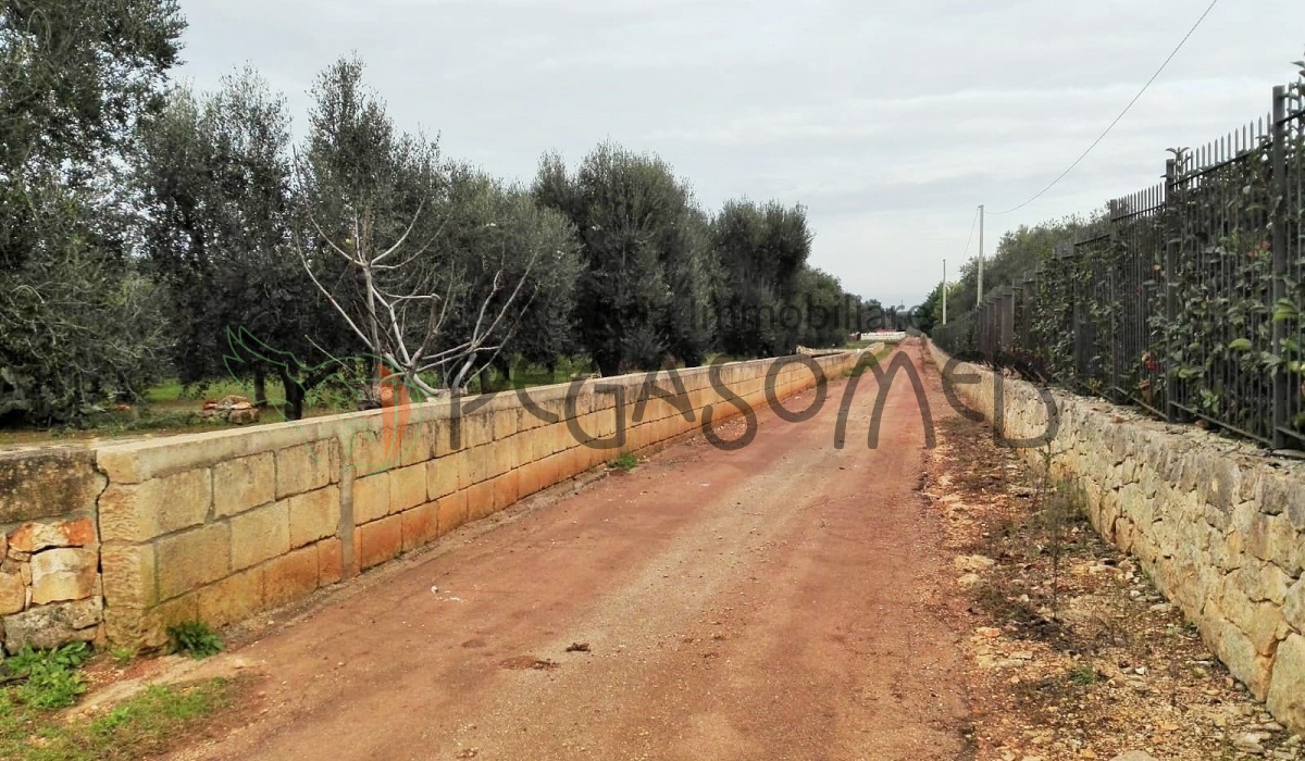 Lamia, uliveto, vacanze in Puglia