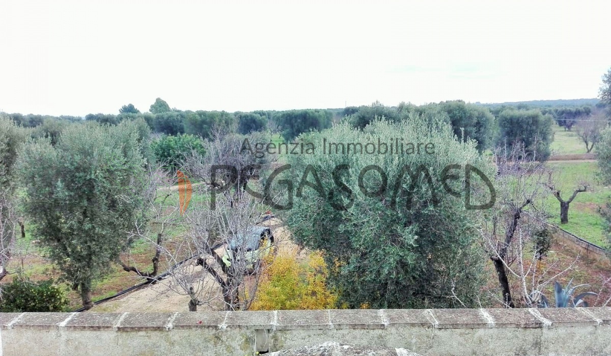 Lamia, uliveto, vacanze in Puglia