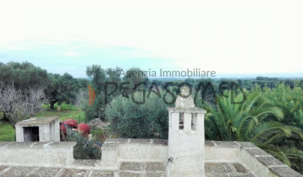 Lamia, uliveto, vacanze in Puglia