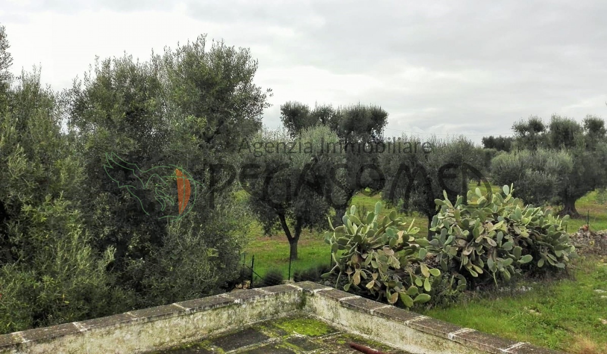 Lamia, uliveto, vacanze in Puglia
