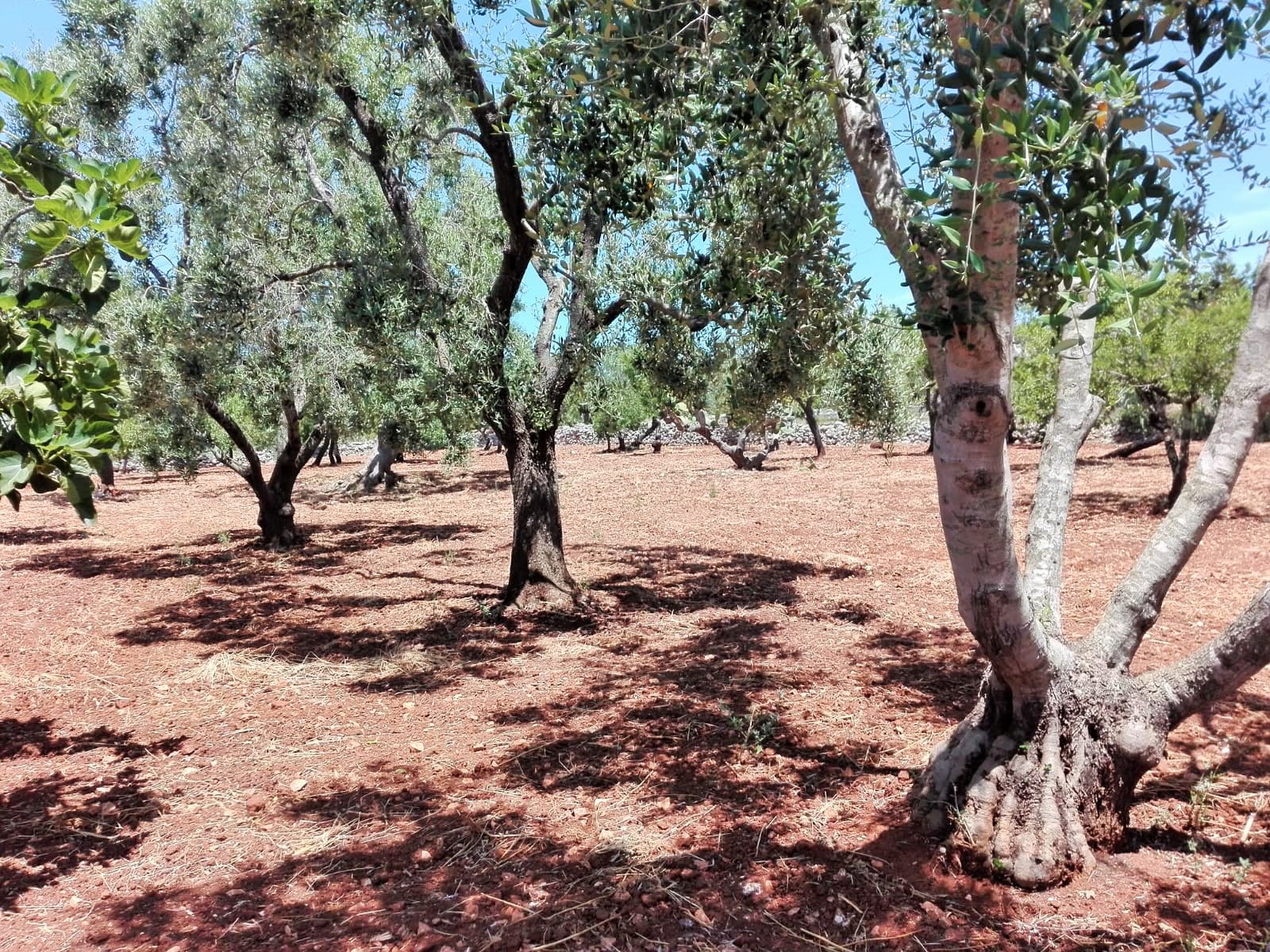 Vacanze in Puglia, lamia in contrada colacurto, casolare da ristrutturare 