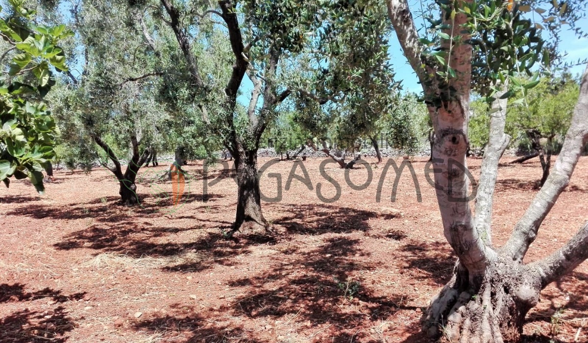Vacanze in Puglia, lamia in contrada colacurto, casolare da ristrutturare 