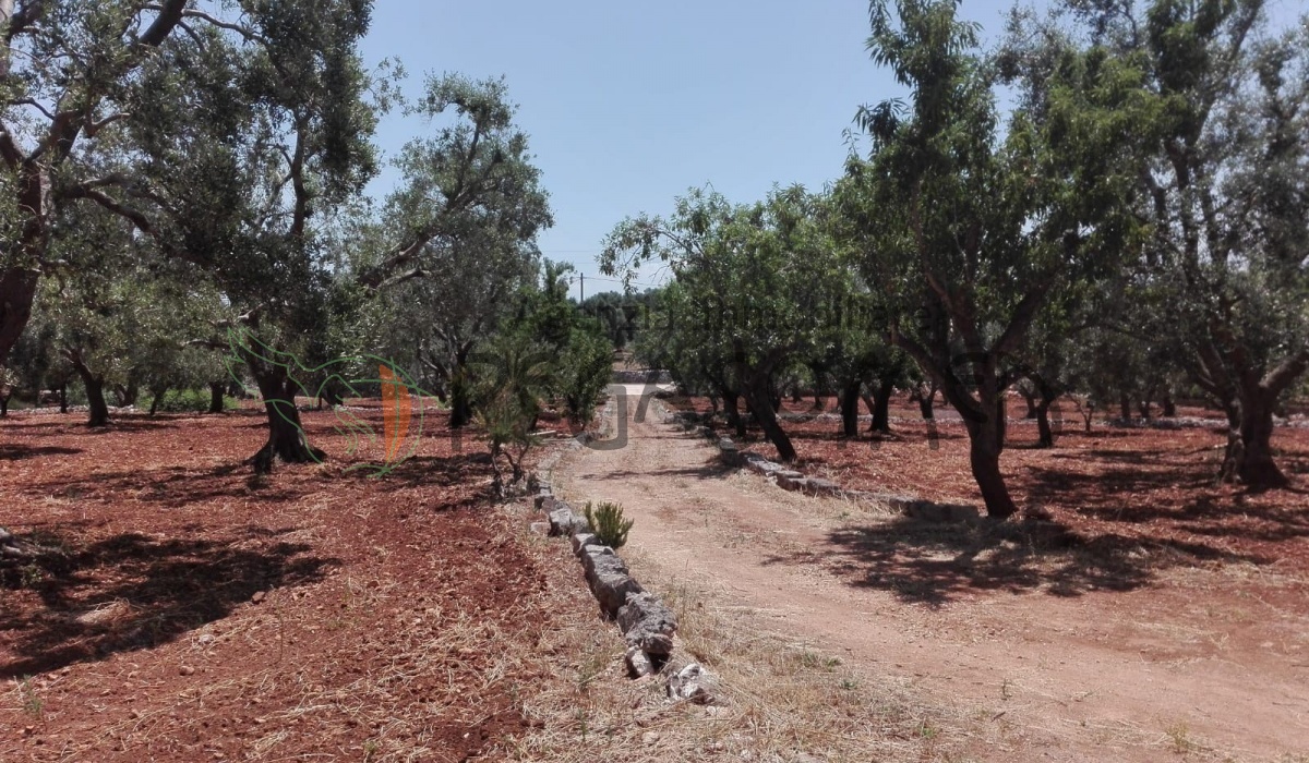 Vacanze in Puglia, lamia in contrada colacurto, casolare da ristrutturare 