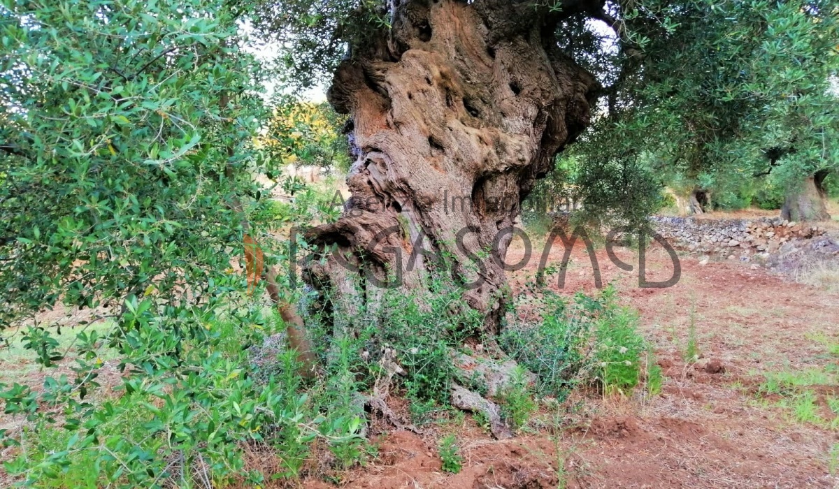 Terreno a due chilometri dal mare, macchia mediteranea, grotte, ampliabile, uliveti secolari, Puglia, vacanze in puglia, investire in Puglia, alto salento