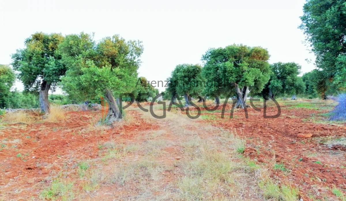 Terreno a due chilometri dal mare, macchia mediteranea, grotte, ampliabile, uliveti secolari, Puglia, vacanze in puglia, investire in Puglia, alto salento