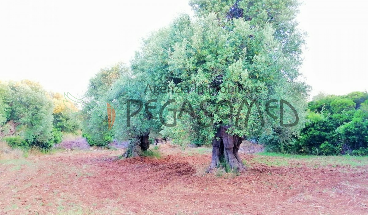 Terreno a due chilometri dal mare, macchia mediteranea, grotte, ampliabile, uliveti secolari, Puglia, vacanze in puglia, investire in Puglia, alto salento