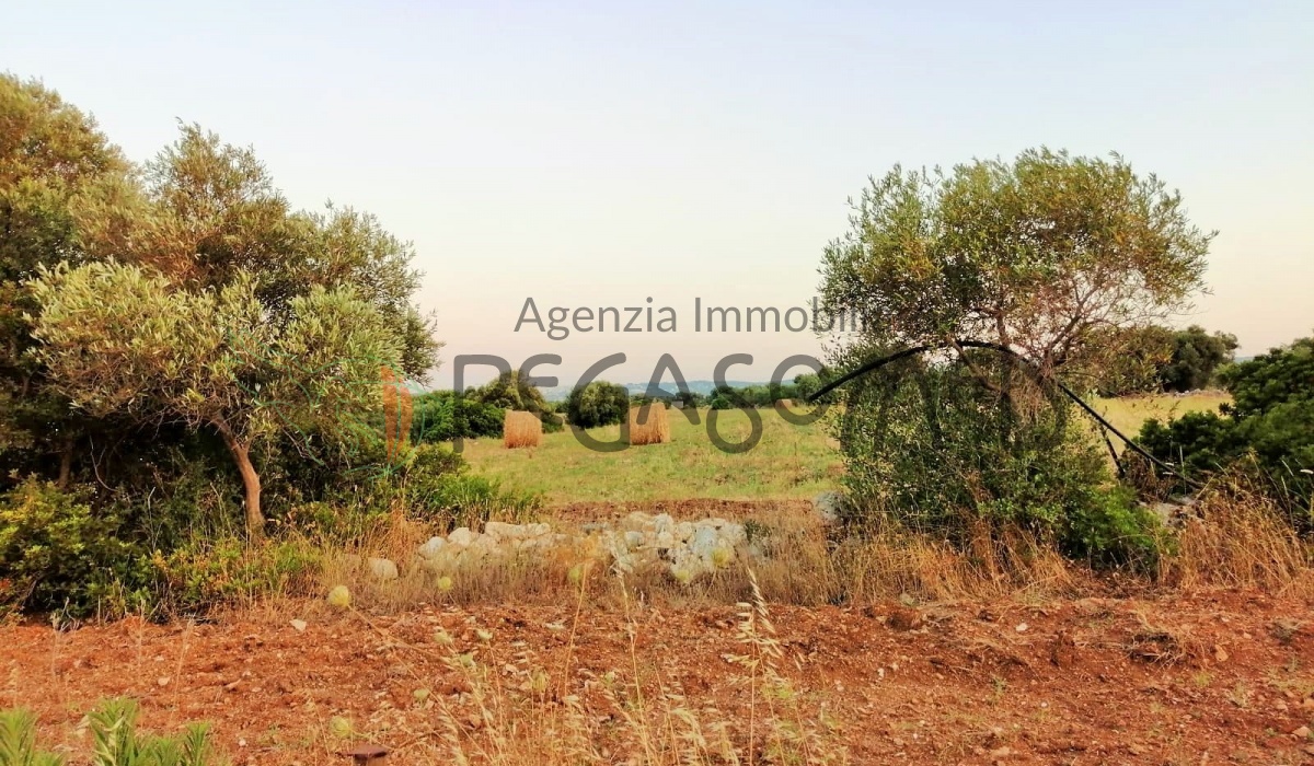 Terreno a due chilometri dal mare, macchia mediteranea, grotte, ampliabile, uliveti secolari, Puglia, vacanze in puglia, investire in Puglia, alto salento