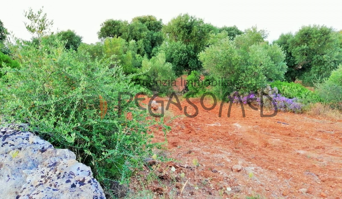 Terreno a due chilometri dal mare, macchia mediteranea, grotte, ampliabile, uliveti secolari, Puglia, vacanze in puglia, investire in Puglia, alto salento