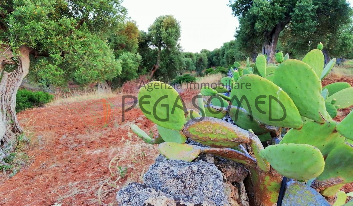 Terreno a due chilometri dal mare, macchia mediteranea, grotte, ampliabile, uliveti secolari, Puglia, vacanze in puglia, investire in Puglia, alto salento