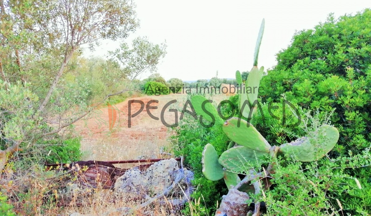 Terreno a due chilometri dal mare, macchia mediteranea, grotte, ampliabile, uliveti secolari, Puglia, vacanze in puglia, investire in Puglia, alto salento