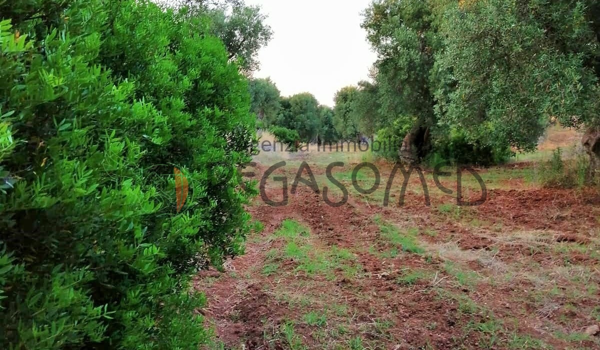 Terreno a due chilometri dal mare, macchia mediteranea, grotte, ampliabile, uliveti secolari, Puglia, vacanze in puglia, investire in Puglia, alto salento