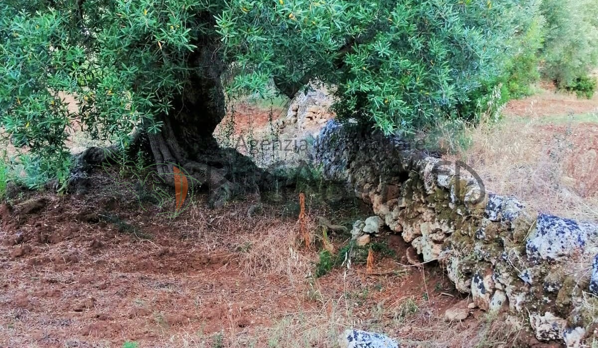 Terreno a due chilometri dal mare, macchia mediteranea, grotte, ampliabile, uliveti secolari, Puglia, vacanze in puglia, investire in Puglia, alto salento