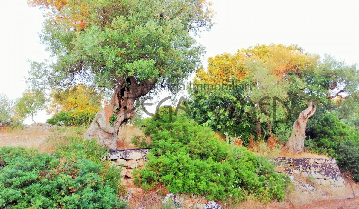 Terreno a due chilometri dal mare, macchia mediteranea, grotte, ampliabile, uliveti secolari, Puglia, vacanze in puglia, investire in Puglia, alto salento