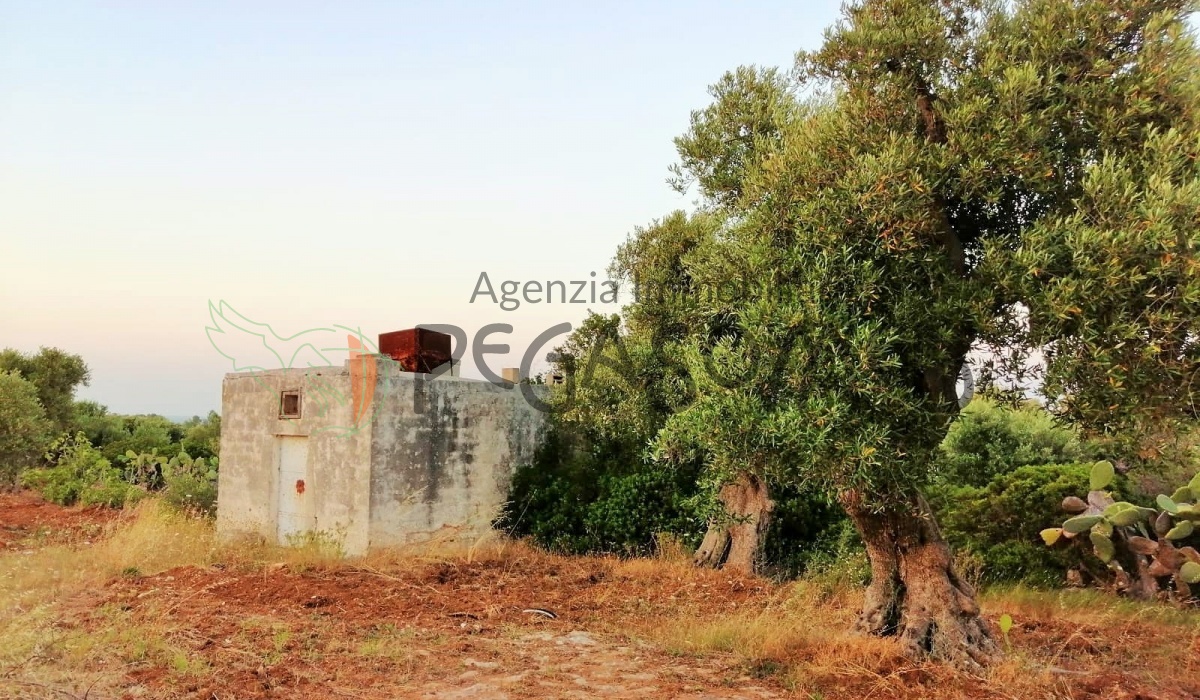 Terreno a due chilometri dal mare, macchia mediteranea, grotte, ampliabile, uliveti secolari, Puglia, vacanze in puglia, investire in Puglia, alto salento