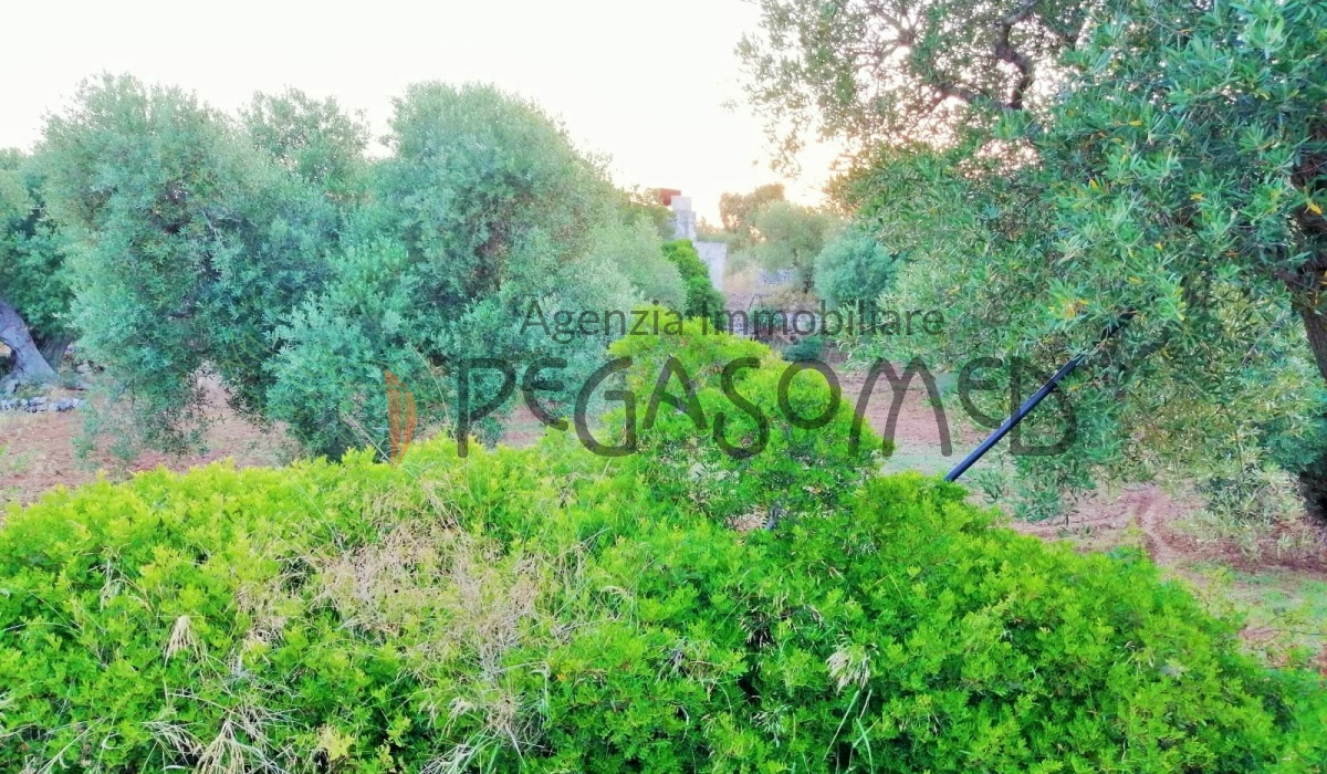 Terreno a due chilometri dal mare, macchia mediteranea, grotte, ampliabile, uliveti secolari, Puglia, vacanze in puglia, investire in Puglia, alto salento