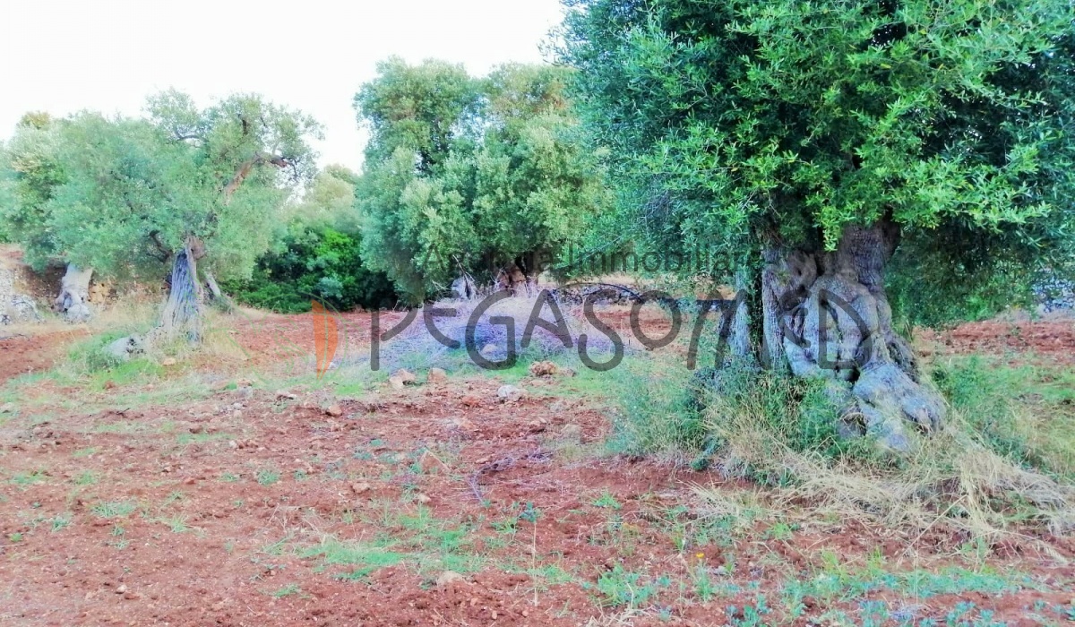 Terreno a due chilometri dal mare, macchia mediteranea, grotte, ampliabile, uliveti secolari, Puglia, vacanze in puglia, investire in Puglia, alto salento
