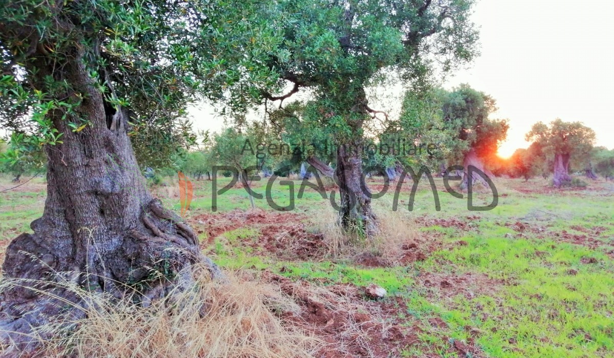 Terreno a due chilometri dal mare, macchia mediteranea, grotte, ampliabile, uliveti secolari, Puglia, vacanze in puglia, investire in Puglia, alto salento
