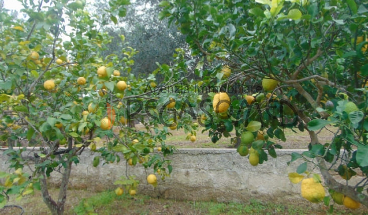 Casa in Campagna In vendita In SAN VITO DEI NORMANNI, 72019 agenzia immobiliare Pegasomed puglia