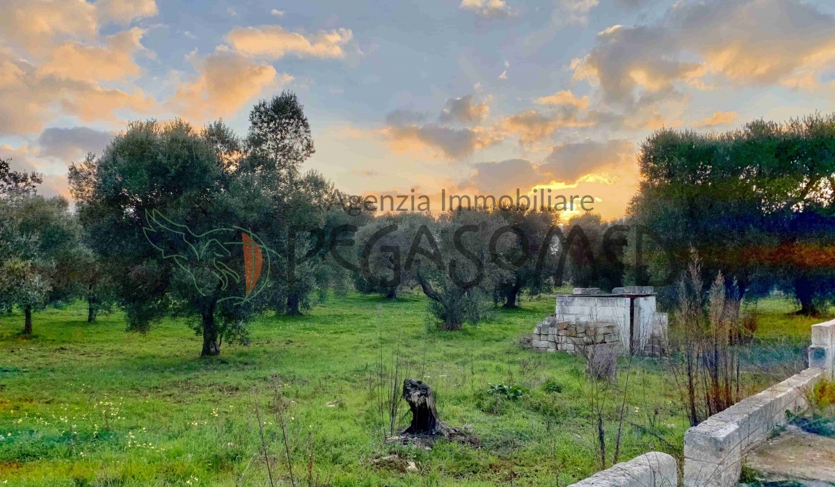 PEGASOMED agenzia immobiliare Puglia San Vito dei Normanni Carovigno Ostuni Brindisi 