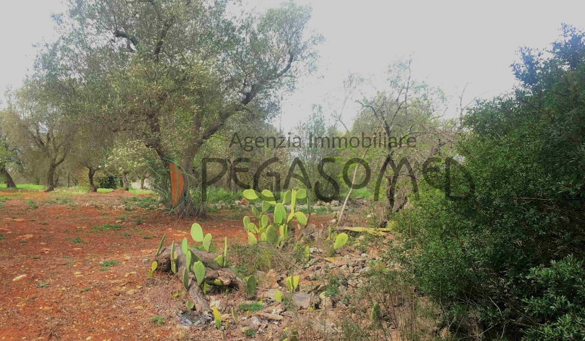 Trullo San Vito dei Normanni Agenzia Pegaso  agenzia immobiliare trullo puglia