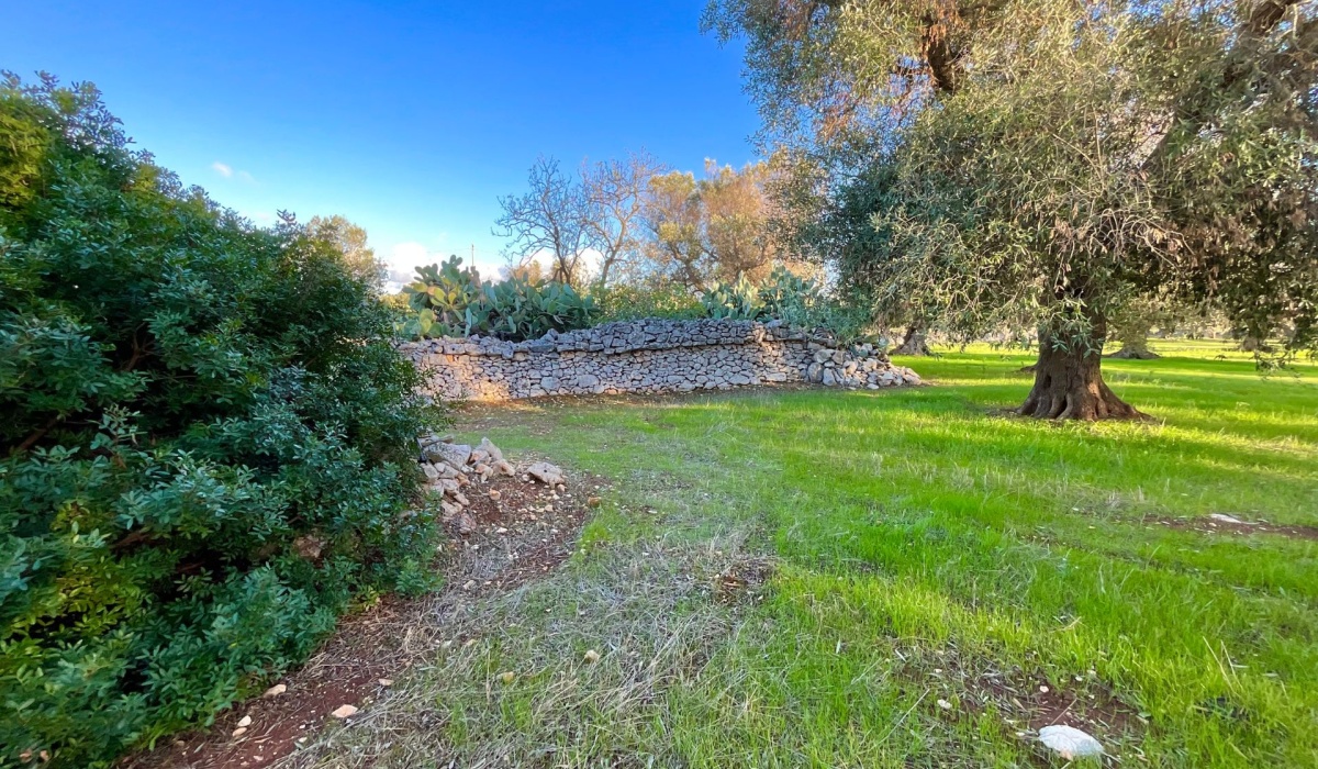 puglia trulli san vito dei normanni carovigno mare sole salento coni cupole pietra a secco ostuni valle d\'itria carovigno campagna relax privacy