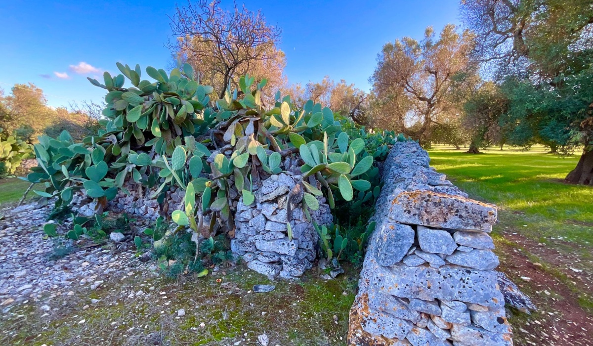 puglia trulli san vito dei normanni carovigno mare sole salento coni cupole pietra a secco ostuni valle d\'itria carovigno campagna relax privacy