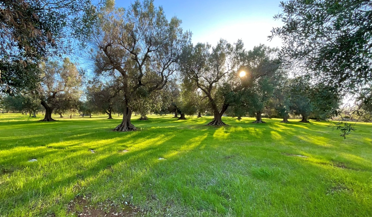 puglia trulli san vito dei normanni carovigno mare sole salento coni cupole pietra a secco ostuni valle d\'itria carovigno campagna relax privacy