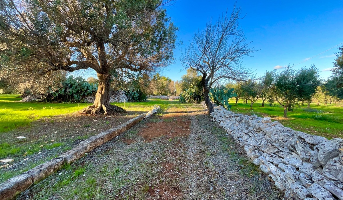 puglia trulli san vito dei normanni carovigno mare sole salento coni cupole pietra a secco ostuni valle d\'itria carovigno campagna relax privacy